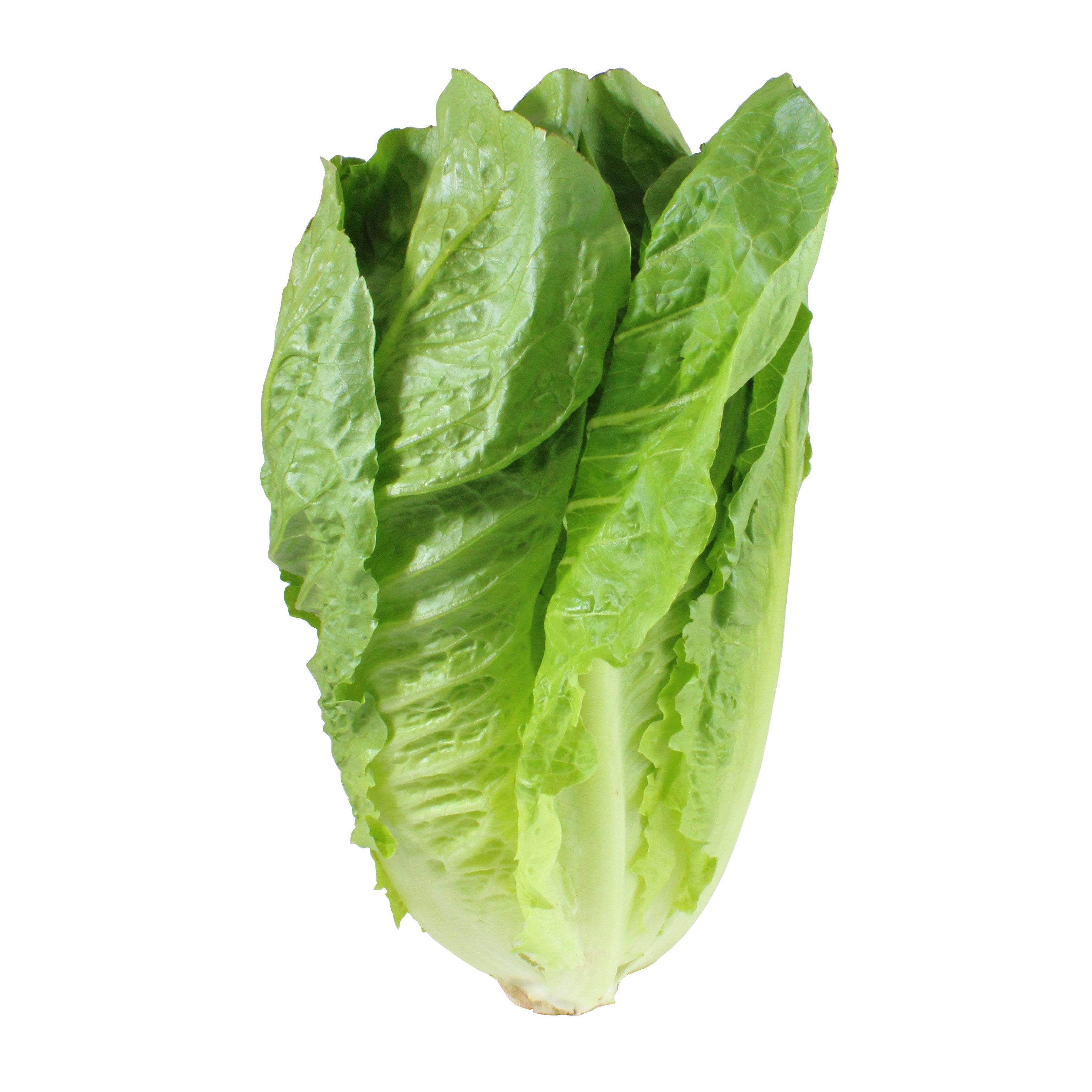 Organic Romaine (Cos) Lettuce