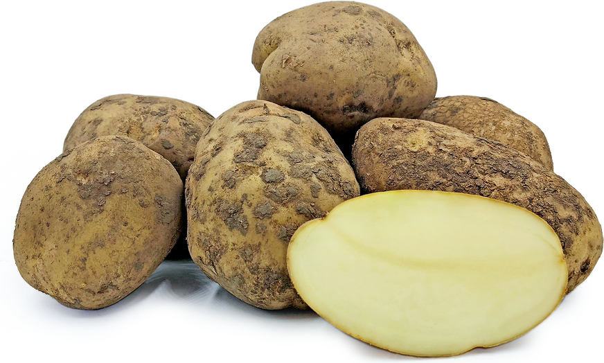 Maris Piper (1kg dirty, ~4-6)