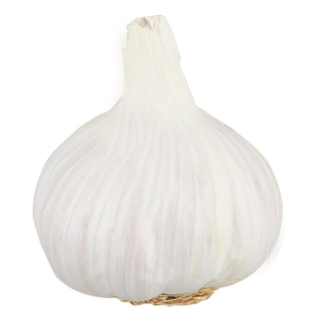 Garlic Bulb
