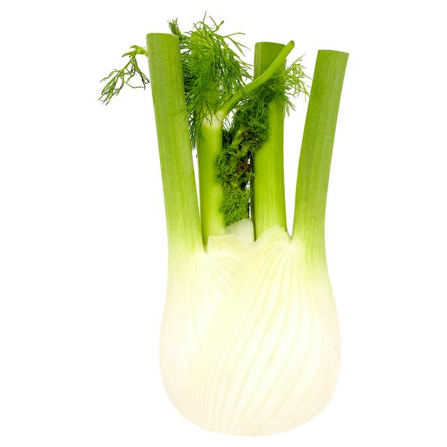 Fennel Bulb