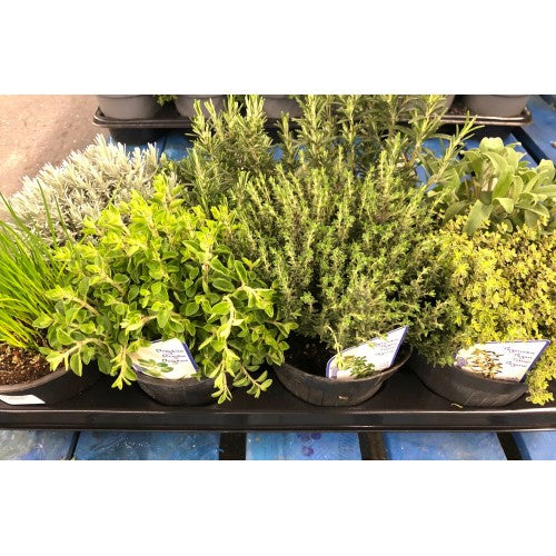 Mixed Potted Herbs (8 Pot Selection)